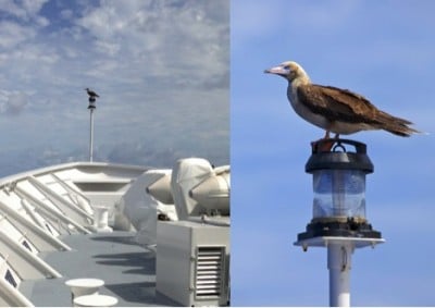 A Red-footed Booby hitches a ride on the bow light and surveys the seas as we travel north.