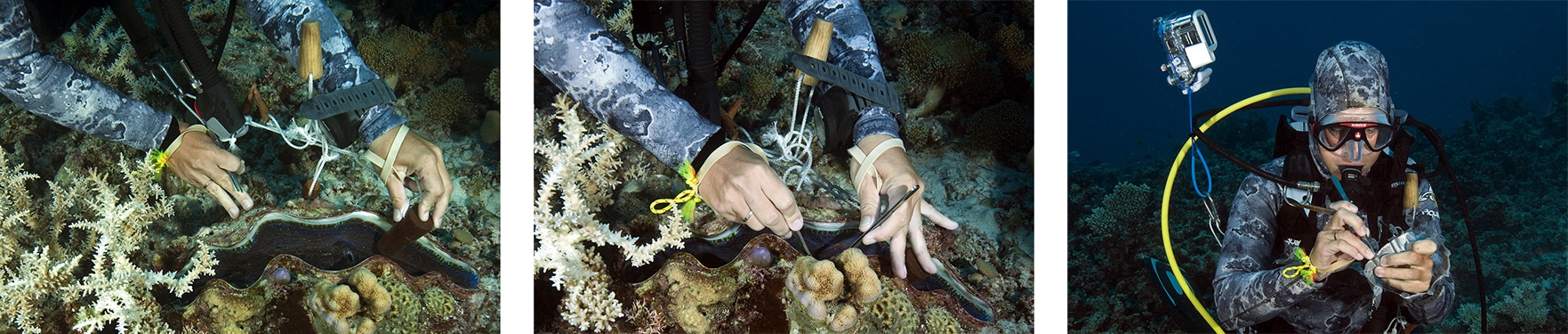 Cecilia Fauvelot collecting tissue samples from giant clams.