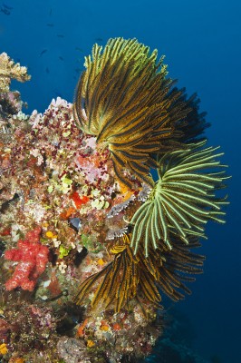 Crinoids capture plankton from coral reef currents.