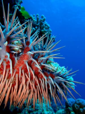 The Crown of thorns starfish - A voracious predator of coral.