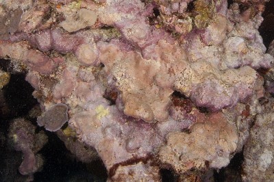 CCA deposits calcium carbonate as a thin sheet atop the surface of rocks and dead coral skeleton.
