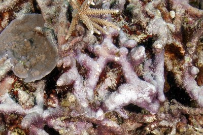 CCA helps bind coral rubble fragments back into the reef framework. Coral larvae can detect CCA and preferentially settle atop the exposed substrate. Small corals can be seen establishing a foothold on the fused reef fragments.