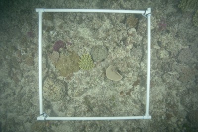 Before image processing. This image was captured on a dive with turbid milky diving conditions. Note how washed out the image is. The corals and other seafloor components become harder to identify.