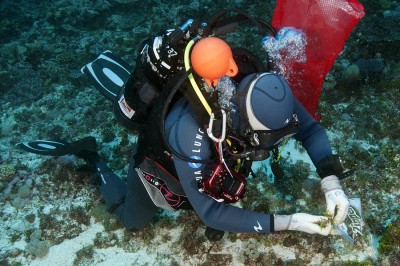 Claude Payri collecting algae samples to study algal biodiversity.