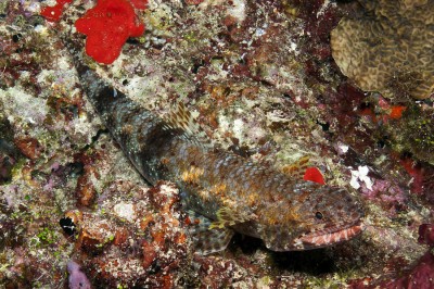 A Lizard fish perched on the bottom and scanning the coral reef for potential prey.