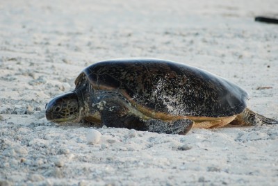 Sea Turtle Nesting: Green tutle dragging herslef up the beach, getting ready to dig a nesting hole