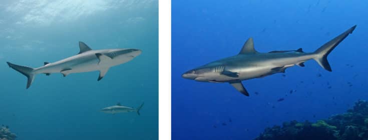 Grey Reef Sharks (Carcharhinus amblyrhynchos)