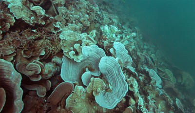 Marine Habitats