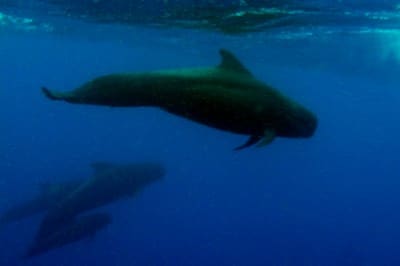 Although they quickly swam past, a few of the snorkelers were afforded an all be it brief underwater view of the pod of pilot whales and dolphins.