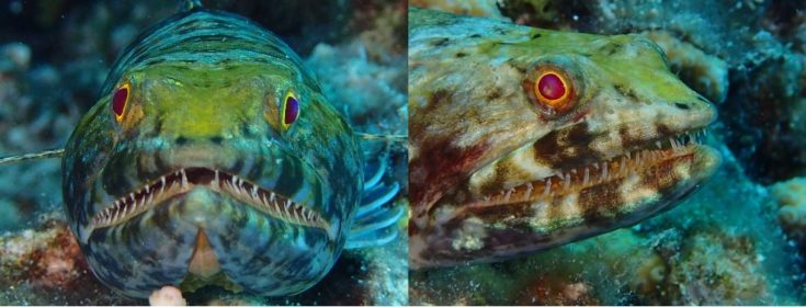 Though small, the lizardfish boasts a mouth of sharp and menacing teeth. Perfect for clutching hold of prey.
