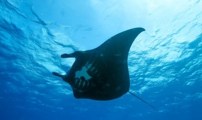Mantas, the largest of the eagle rays, strain zooplankton near Huon Atoll via gill rakers.
