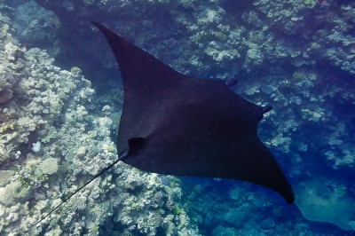 The manta ray passed only a few meters below scientific diver Ken Marks, affording this excellent topside view of one of the most iconic of reef creatures.