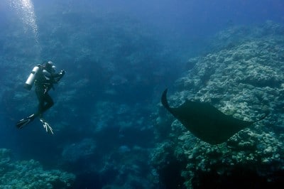 Scientific diver Daphné Grulois is treated to a fantastic view as the manta glides past.