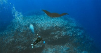 The manta ray swoops over scientific diver Badi Sameniego, who expresses his obvious delight.