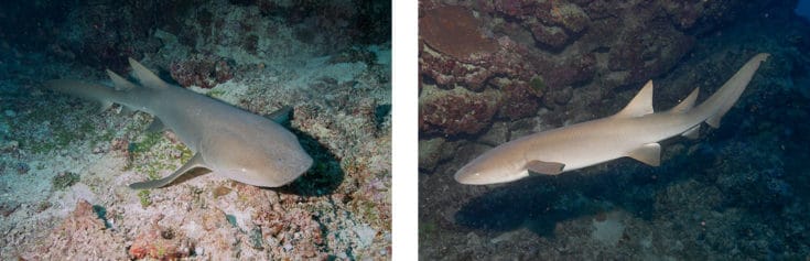 Nurse Sharks