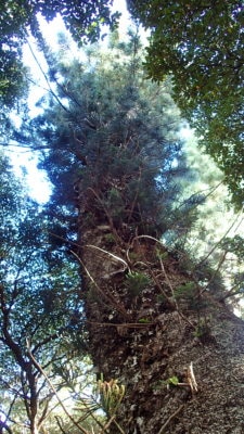 The tall Cook pines have a thin paper-like bark.  Branches whorl horizontally around the central trunk.