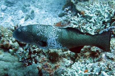 Blacksaddled Coral Groupers.