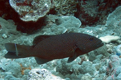 Leopard Coral Groupers