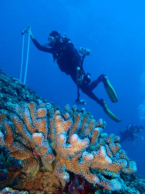 The coral colony (foreground). Small fish such as the Yellow-spotted Scorpion fish, crabs and other invertebrates shelter within the club-like branches.
