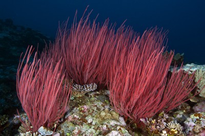 coral reef plankton