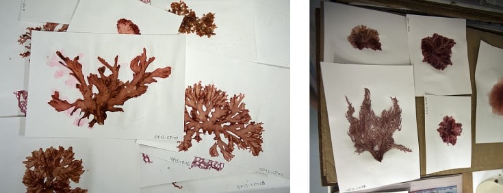 Herbarium paper samples used as part of the algal study.
