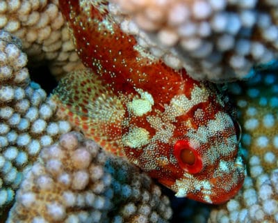 A Yellow-spotted Scorpionfish shelters within the coral colony.