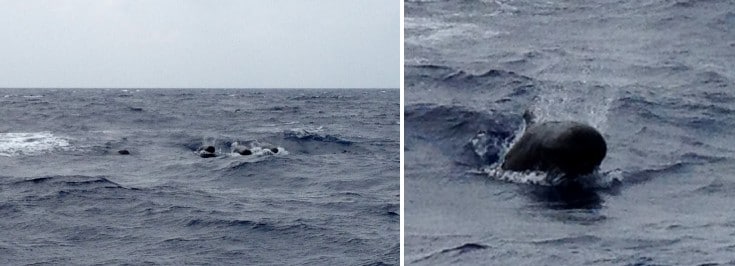 A pod of pilot whales and dolphins surfed the waves as they approached the dive boat.