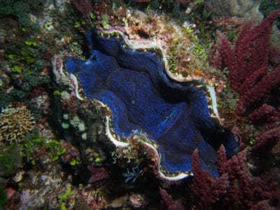 Tridacna deresa, one giant clam species