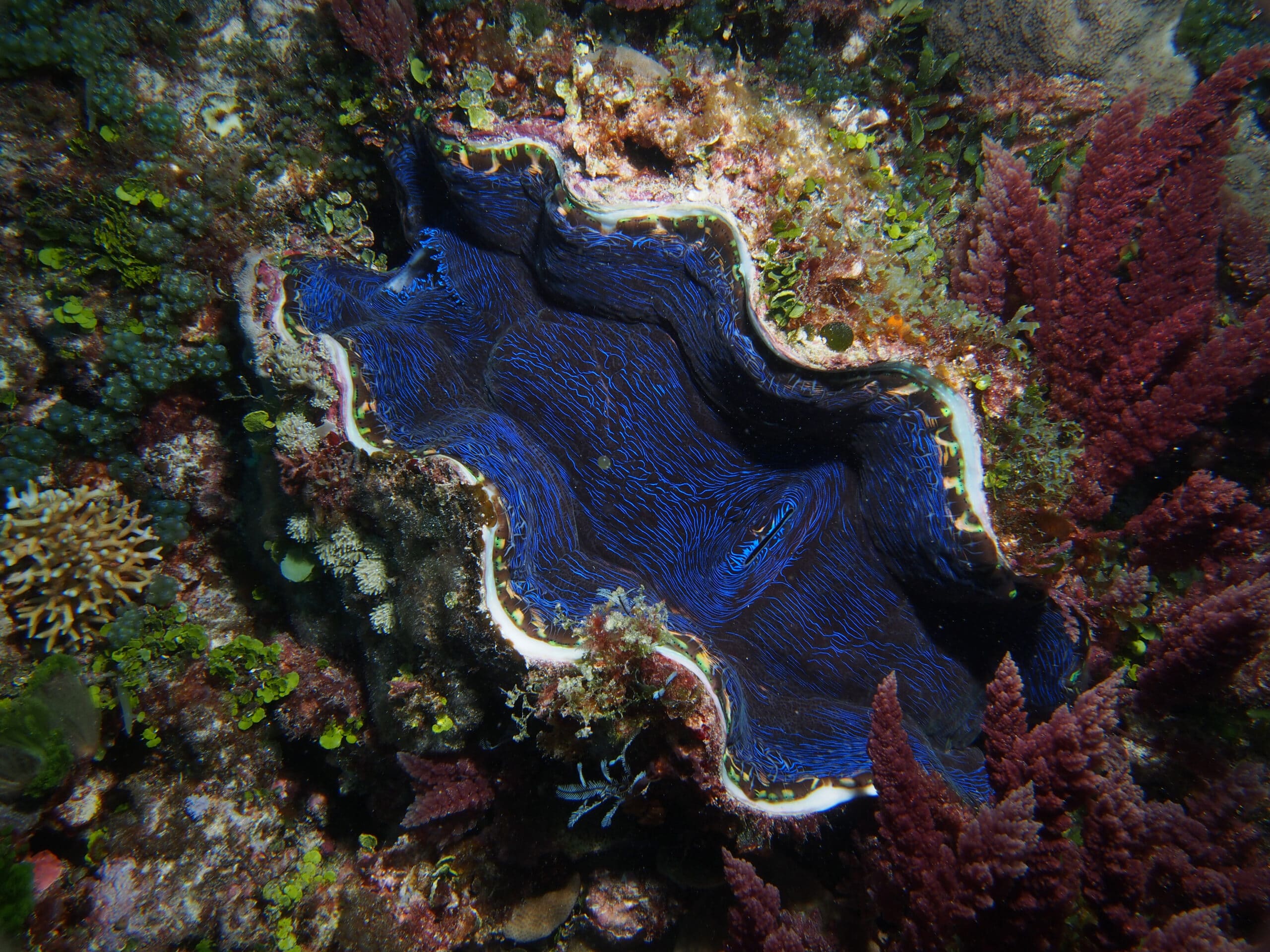 The History, Myth, and Future of the Giant Clam - Atlas Obscura