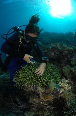 Fanny Houlbreque collecting coral samples to determine what does coral eat?