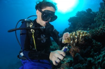 Fanny Houlbreque collecting coral samples to determine the amount of plankton and organic matter in the diet of various coral species.