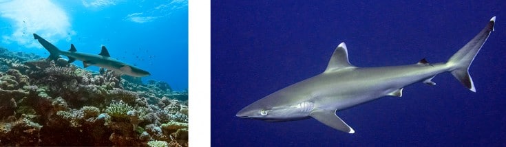 Whitetip and Silvertip Reef Sharks