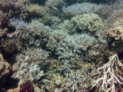 Acropora