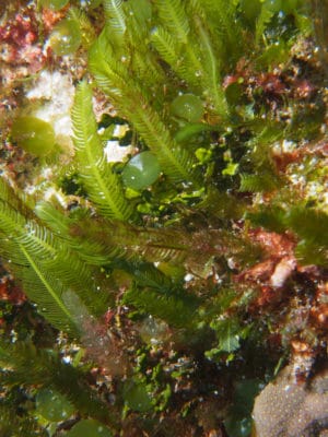 One example of how sea surface temperature influences coal reefs: Green Caulerpa algae are often found in reef environments. The fern like Caulerapa taxifolia may be found in many regions of New Caladonia, the disk like algae Caulerpa macrodisca (just left of center) is only associated with the cool waters in the south of Ill des Pins 