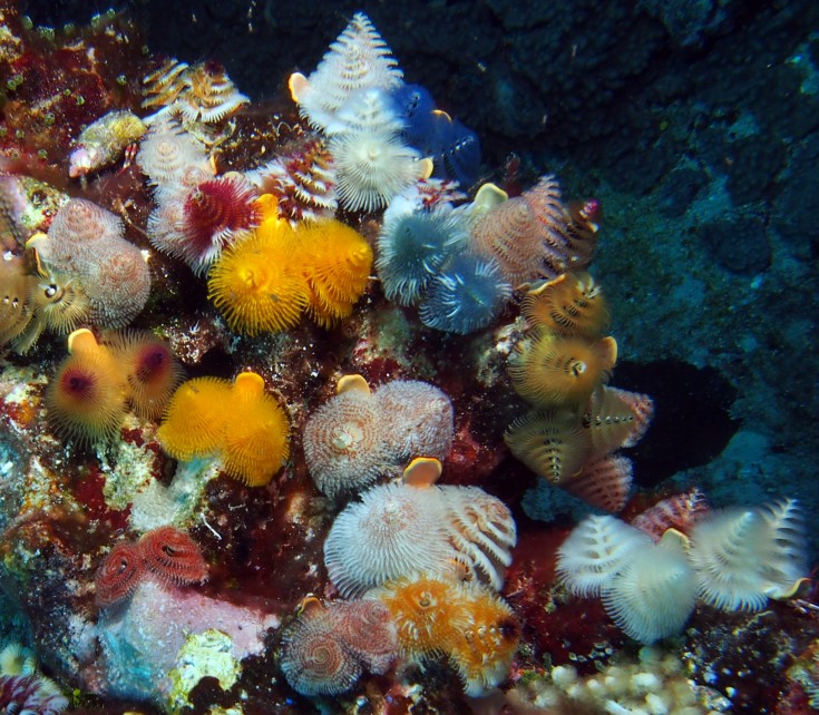 Christmas Tree Worms, Spirobranchus giganteus, feed on plankton from currents.