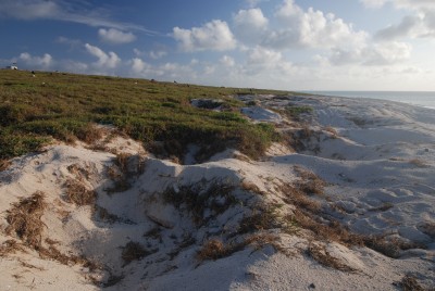 sea turtle nesting spots: deep holes in the beach show that many turtles come up to nest in the night