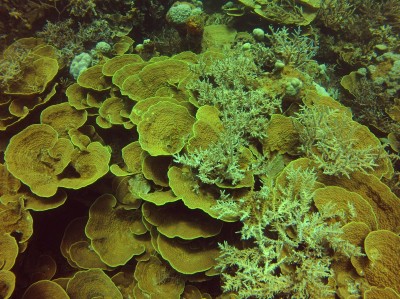 Acropora