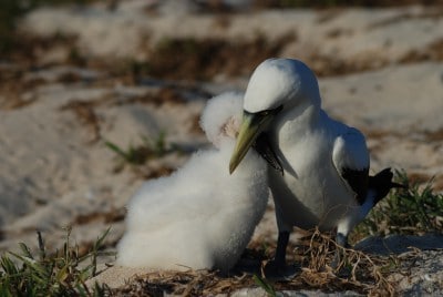 Seabird Chicks: Masked booby adult and chick reunite when the parent returns from sea with food for the young bird.