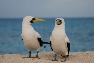 Two masked boobies on the beach on Huon.