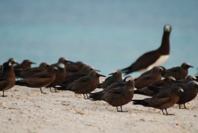 More Seabirds: Brown noddy, huddled together on the leeward side to the island to take shelter from the constant wind.