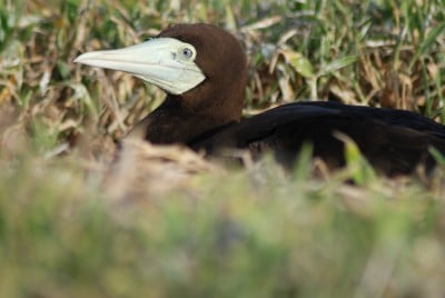 Waiting for Seabird Chicks: Adult brown booby sits on the nest.