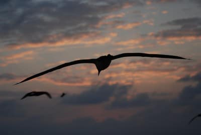 Adult brown booby soars out to sea on large wings.