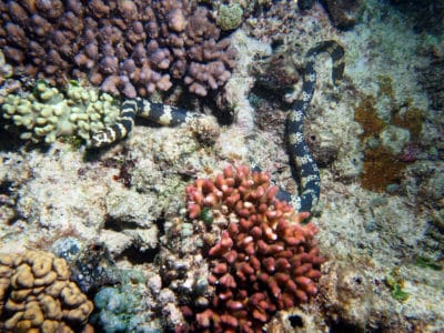 Turtle-headed sea snake, Emydocephalus annulatus, swimming around the reef.