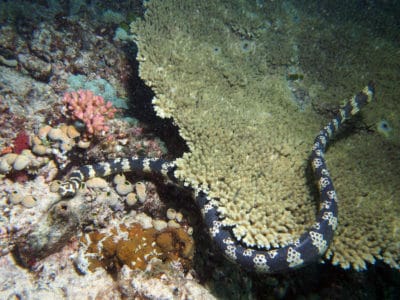 Turtle-headed sea snake above a table acroporid. 