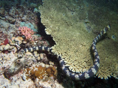 turtle headed sea snake