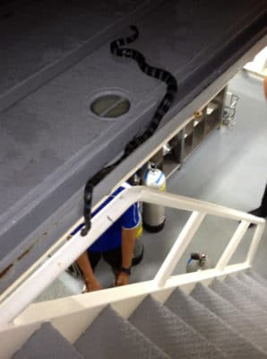 Blue-banded sea snake on board the M/Y Golden Shadow during New Caledonia mission. 