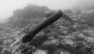 Species of sea snakes: Golden sea snake