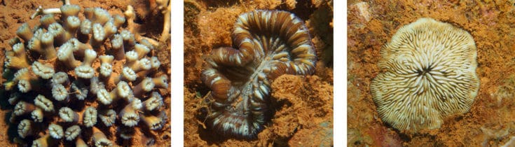 Corals of the Red Reefs