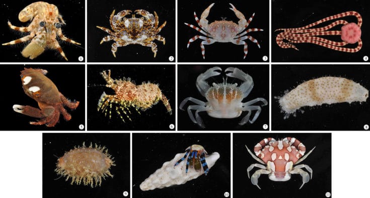 Marine Invertebrate Samples Numbered