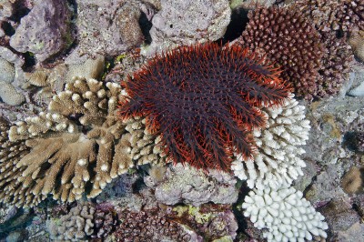 A Crown of Thorns Starfish eating a coral in the Cook Islands.